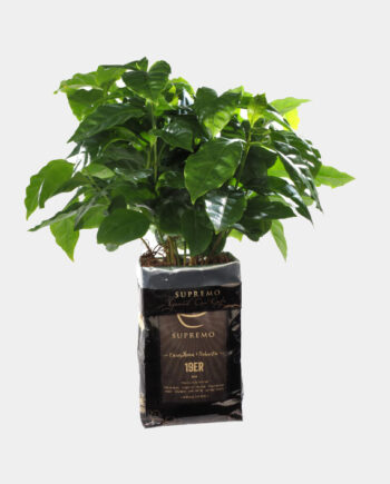 Kaffeepflanze für ins Wohnzimmer