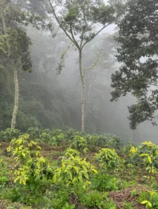 Kaffeeplantage aus dem Hochland von Costa Rica.